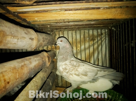 রানিং খাকি কবুতর